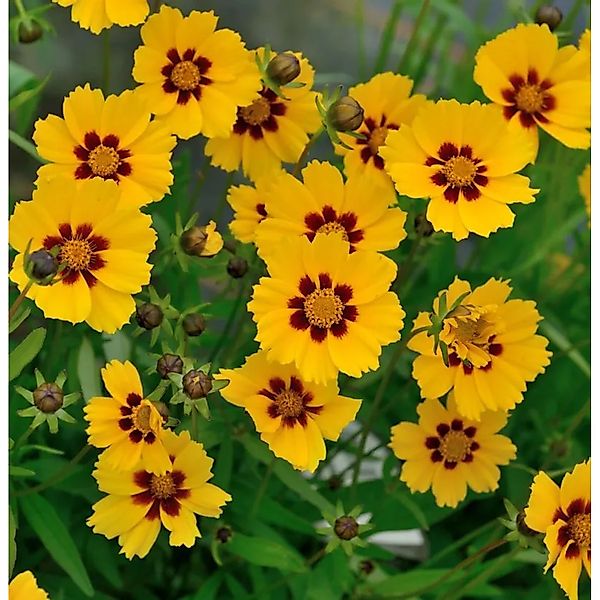 Mädchenauge Baby Gold - Coreopsis,anceolata günstig online kaufen