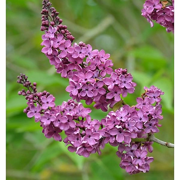 Edelflieder Andenken an Ludwig Späth 100-125cm - Syringa vulgaris günstig online kaufen