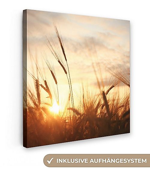 OneMillionCanvasses® Leinwandbild Schilf - Gras - Sonnenuntergang - Natur - günstig online kaufen
