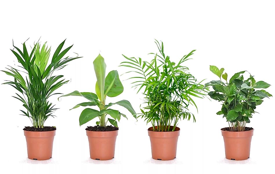 Perfect Plant | Mix aus 4 trendigen Zimmerpflanzen günstig online kaufen