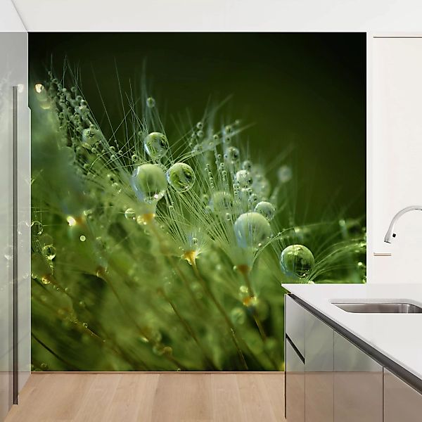 Fototapete Grüne Samen im Regen günstig online kaufen