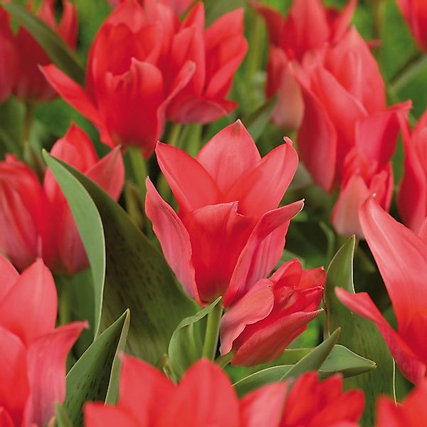 GROW by OBI Tulpe Soraya Rot 8 Stück Tulipa  Soraya günstig online kaufen