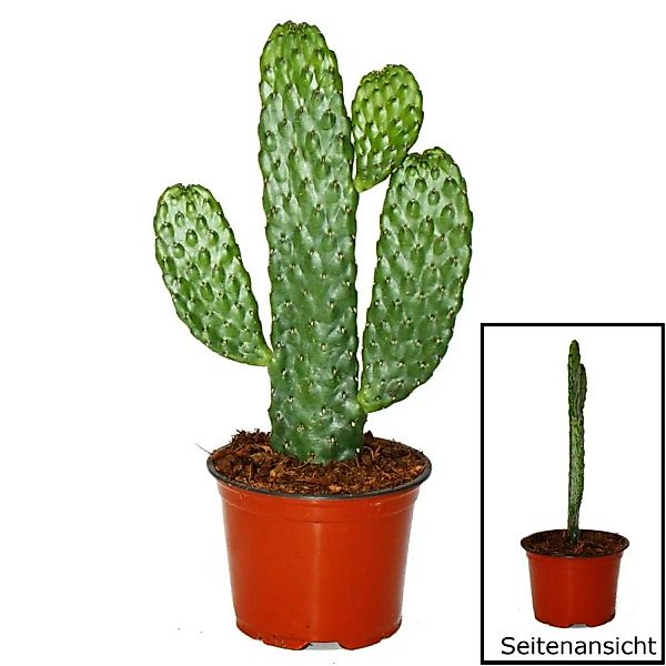 Exotenherz Road-Kill-Kaktus Consolea Rubescens Flacher Ohrenkaktus 12cm Top günstig online kaufen