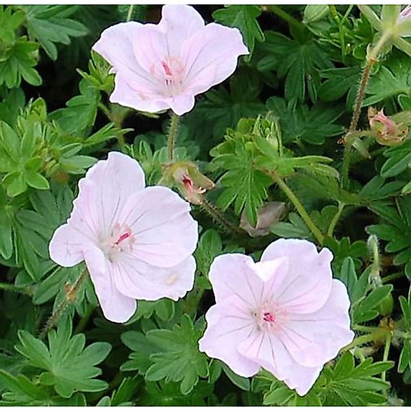 Storchenschnabel Apfelblüte - Geranium sanguineum günstig online kaufen