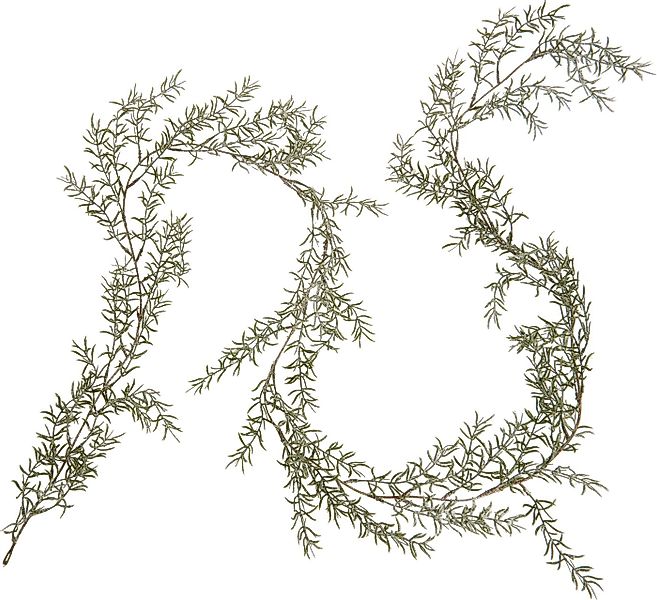 Kunstgirlande Wacholdergirlande beeist, DPI, 170 cm günstig online kaufen