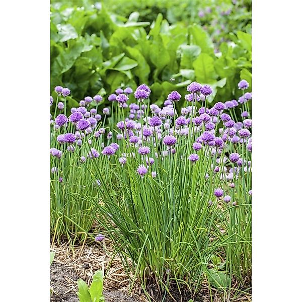 Allium Schoenoprasum Schnittlauch Ca. 9x9 cm Topf günstig online kaufen