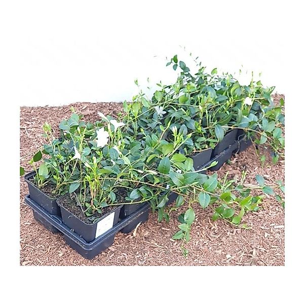 Vinca Minor Alba Immergrün Weiß Ca. 9x9 cm Topf günstig online kaufen