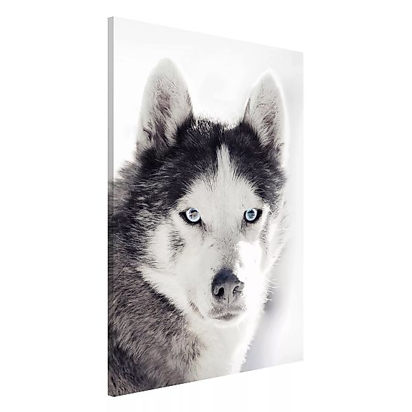Magnettafel Husky Portrait günstig online kaufen