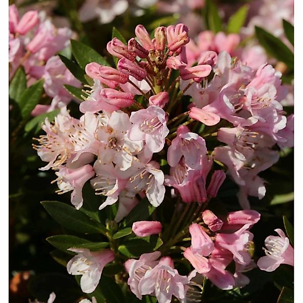 Kleinblütiger Rhododendron Bloombux 15-20cm - Rhododendron micranthum günstig online kaufen