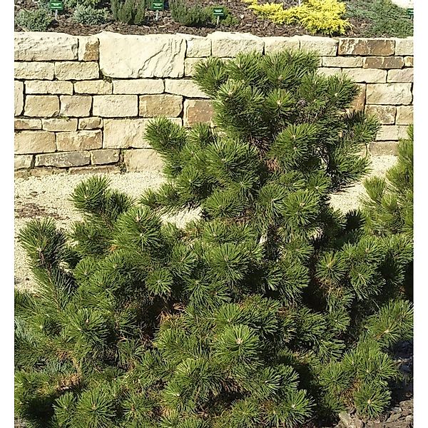 Strauchkiefer Gnom 30-40cm - Pinus mugo günstig online kaufen