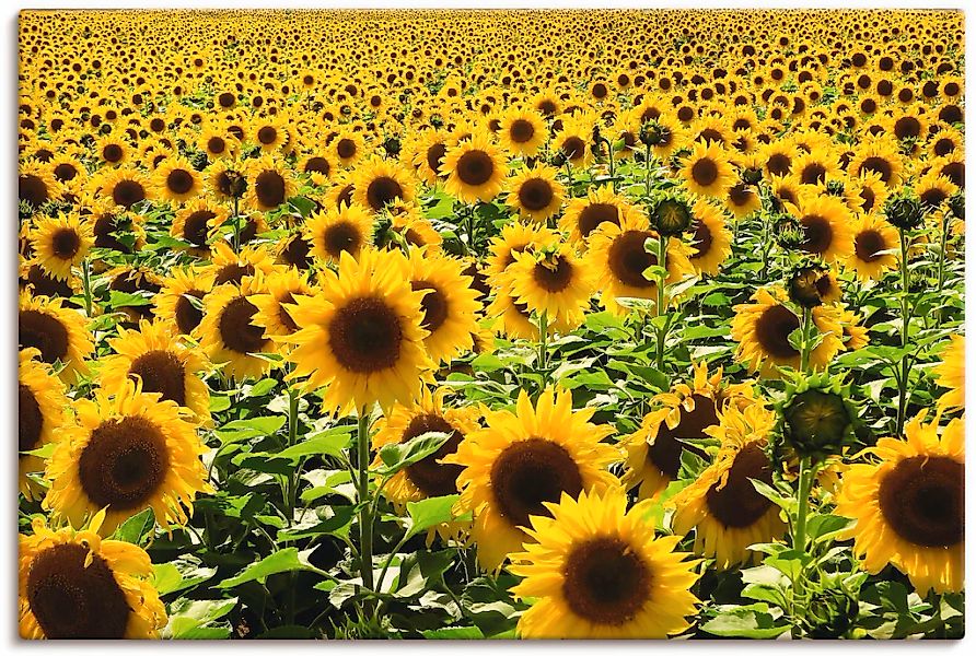 Artland "Sonnenblumenfeld" Blumen 1 Stk. tlg. als Alubild, Leinwandbild in günstig online kaufen