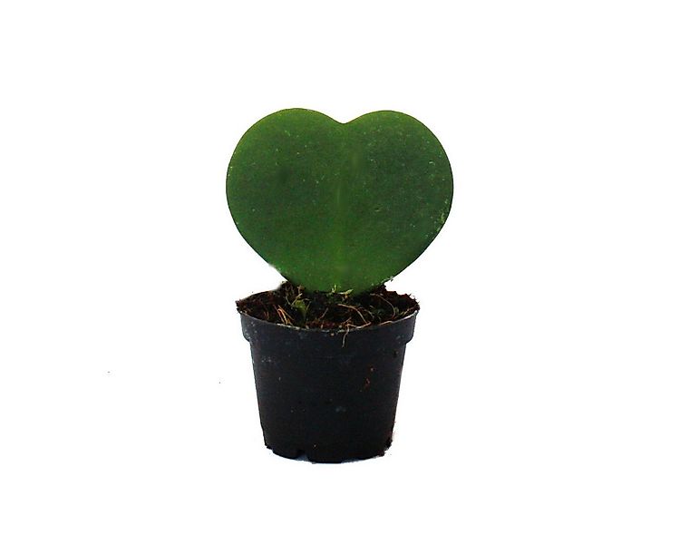Exotenherz Kaktus Hoya kerii Herzblatt Herzpflanze oder Kleiner Liebling im günstig online kaufen