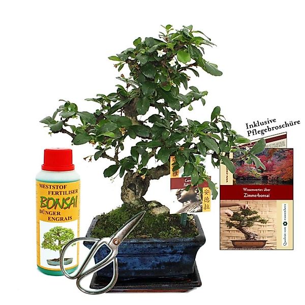 Exotenherz Geschenkset Bonsai Carmona Fukientee ca. 6 Jahre Alt Anfänger-Se günstig online kaufen