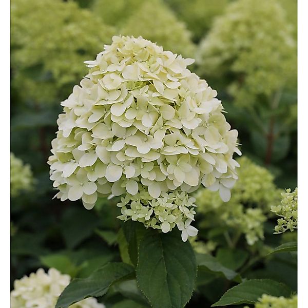 Rispenhortensie Limelight 30-40cm - Hydrangea paniculata günstig online kaufen