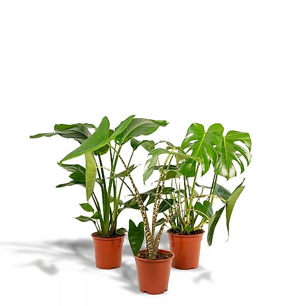 Hello Plants | Set mit 3 Zimmerpflanzen Monstera, Alocasia & Strelitzia günstig online kaufen