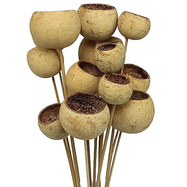 Trockenblume Bell Cup Natur Deko am günstig online kaufen
