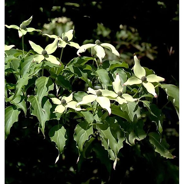 Japanischer Blumenhartriegel Weiße Fontäne 60-80cm - Cornus kousa günstig online kaufen