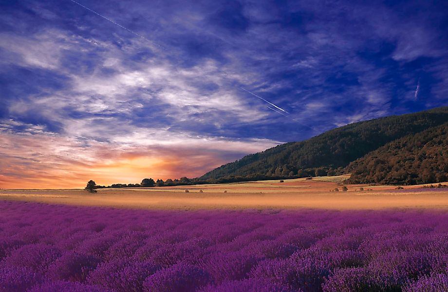 Papermoon Fototapete "PANORAMA-LANDSCHAFT VIOLETT GEBIRGE WIESE FELD LAVEND günstig online kaufen