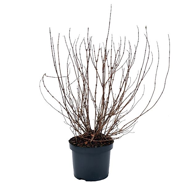 Deutzie Höhe ca. 40-50 cm Topf ca. 4,5 l Deutzia gracilis günstig online kaufen