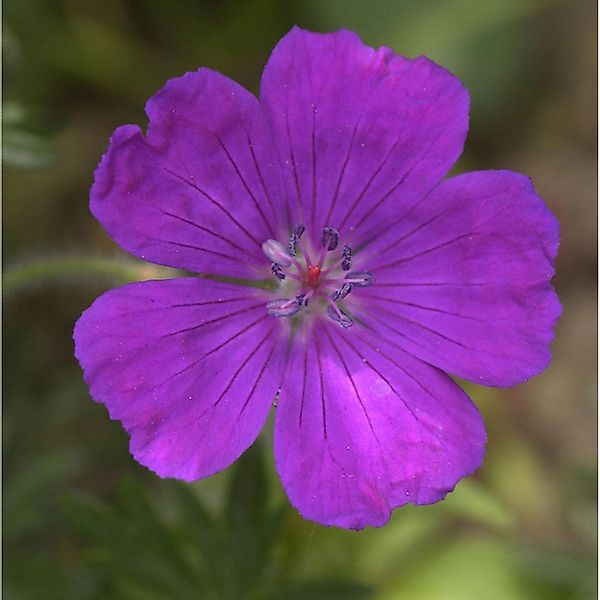 Storchenschnabel Shooting Star - Geranium sanguineum günstig online kaufen