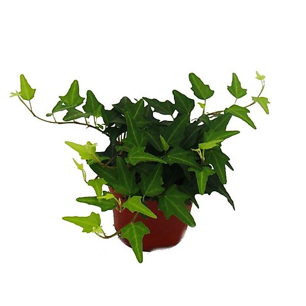 Exotenherz Efeu Hedera 9cm Topf Zimmerpflanze günstig online kaufen