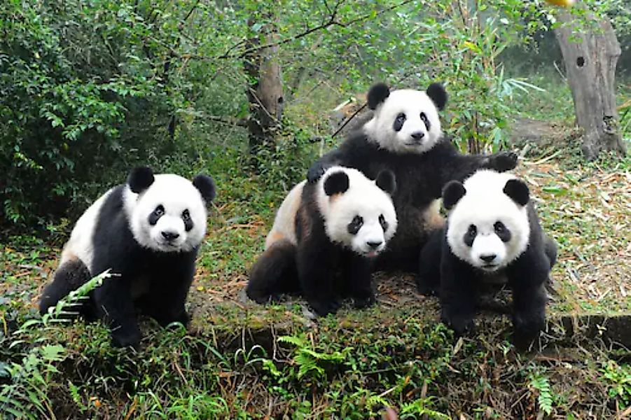 Papermoon Fototapete »GROßER PANDA BÄR-TIERE CHINA WALD LANDSCHAFT BÄUME« günstig online kaufen