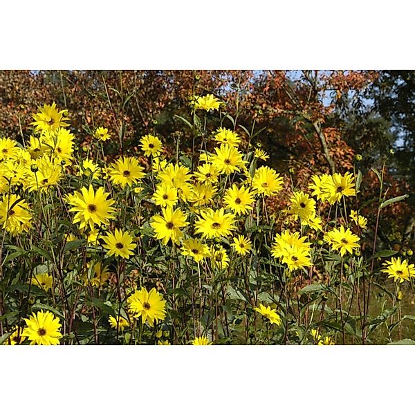Helianthus Atrorubens Sonnenblume Ca. 11x11 cm Topf günstig online kaufen
