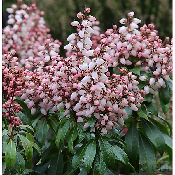 Schattenglöckchen Lavendelheide Bonfire 60-80cm - Pieris japonica günstig online kaufen