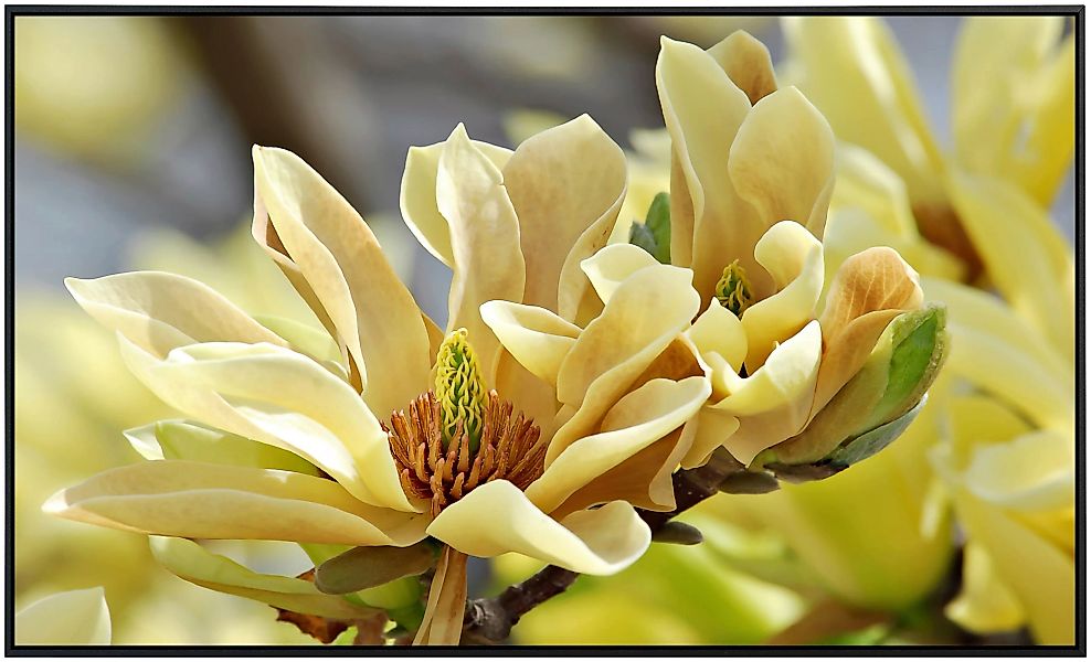 Papermoon Infrarotheizung »Schmetterlinge Magnolie«, sehr angenehme Strahlu günstig online kaufen