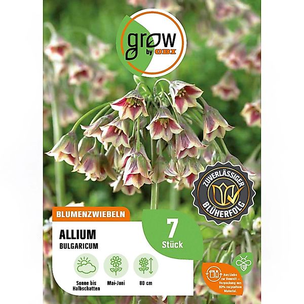 GROW by OBI Zierlauch Nectaroscordum Lila-Weiß 7 Stück Allium siculum günstig online kaufen