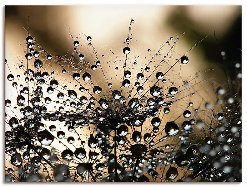 Artland Wandbild "Nasser Löwenzahn" Blumen 1 Stk. tlg. als Alubild, Leinwan günstig online kaufen