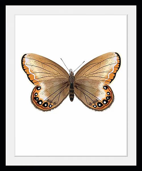 queence Bild »Lexy« Insekten   Kunst   Schmetterlinge 1 Stk. tlg. HD Premiu günstig online kaufen