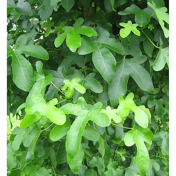 Amberbaum Rotundliloba 40-60cm - Liquidambar styraciflua günstig online kaufen