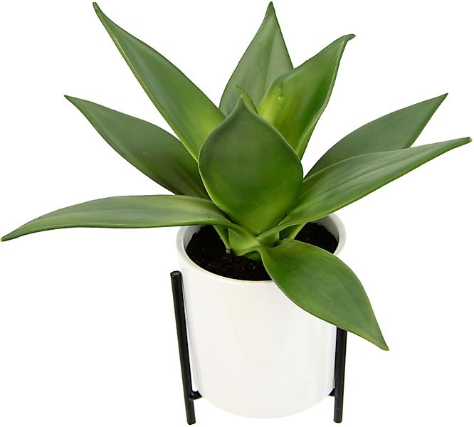 Kunstpflanze Sukkulente, I.GE.A., Höhe 29 cm, günstig online kaufen