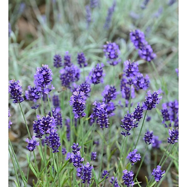 Echter Lavendel Arabian Nights Lavandula angustifolia Im Topf Lavendel Arab günstig online kaufen