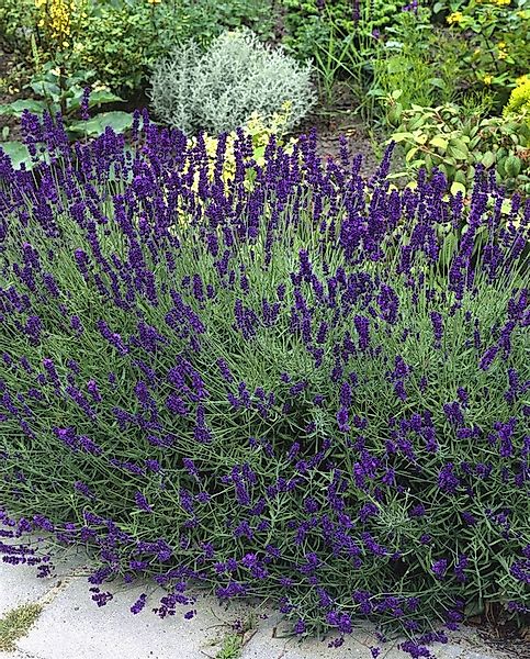 Pflanzen für Dich Staude Lavandula ang. Siesta, 1 St., Lavendel, Echter Lav günstig online kaufen