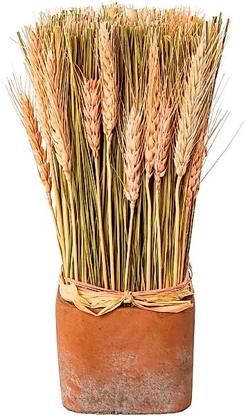 Trockenblume Trockenblumen imTopf, Creativ home, Höhe günstig online kaufen