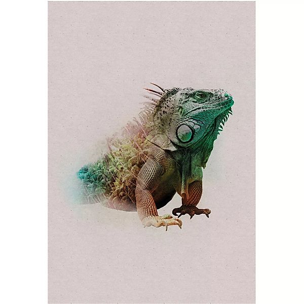 Komar Poster "Animals Paradise Iguana", Tiere, (1 St.), Kinderzimmer, Schla günstig online kaufen