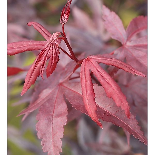 Roter Fächerahorn Bloodgood 80-100cm - Acer palmatum günstig online kaufen