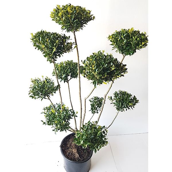 Pflanzen-Boering Garten-Bonsai Ilex Kanehirae Gesamthöhe 130-140 cm Pflanze günstig online kaufen