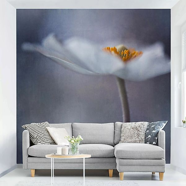 Fototapete Weiße Anemonenblüte günstig online kaufen