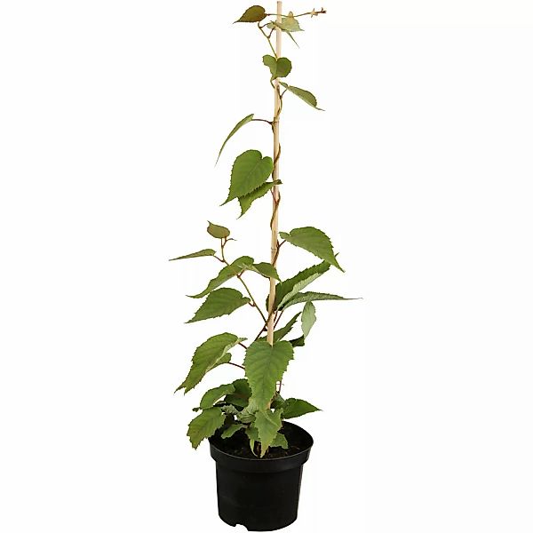 GROW by OBI Bio Kiwi Solo selbstfruchtend Topf ca. 2 l Actinidia günstig online kaufen