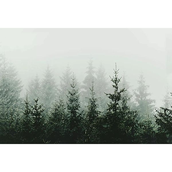 Fototapete Wald Tannen Nebel Grün Grau 4,00 m x 2,70 m FSC® günstig online kaufen