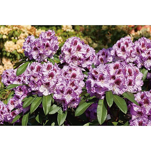 OBI Rhododendron-Hybride Pfauenauge Lila Höhe ca. 20 - 30 cm Topf ca. 4 l günstig online kaufen