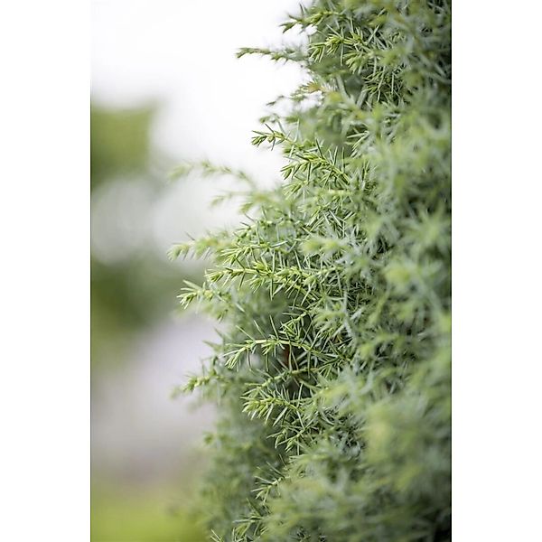 Juniperus Communis Sieben Steinhäuser Wacholder 80–100 cm günstig online kaufen