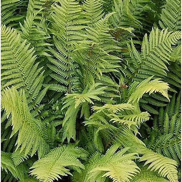 Straußenfarn - Matteuccia struthiopteris günstig online kaufen