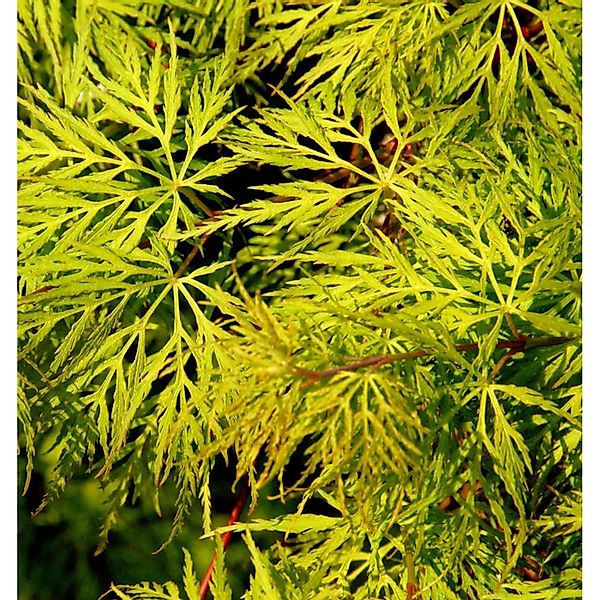 Schlitzfächerahorn Emerald Lace 125-150cm - Acer palmatum günstig online kaufen