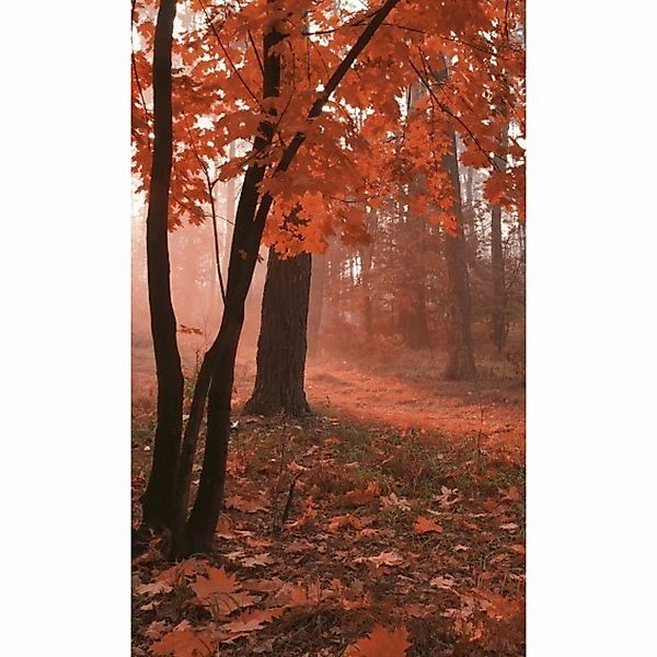 Fototapete MISTY FOREST | MS-2-0095 | Rot | Digitaldruck auf Vliesträger günstig online kaufen