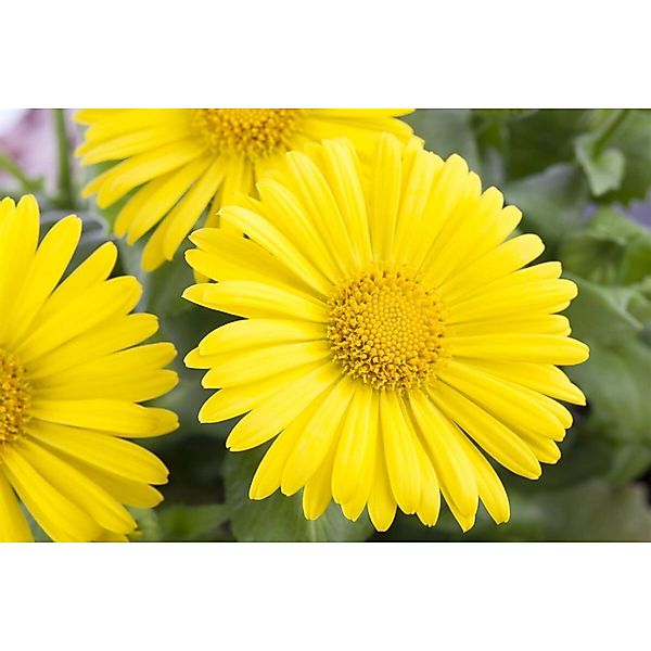 Doronicum Orientale Leonardo Compact Gemswurz Ca. 9x9 cm Topf günstig online kaufen