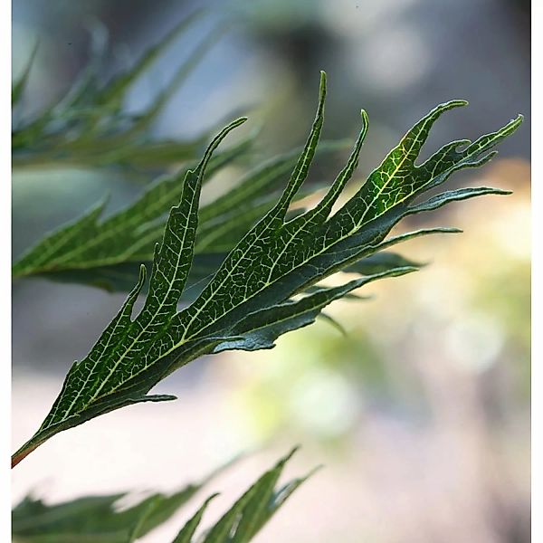 Hochstamm Roterle Imperialis 80-100cm - Alnus glutinosa günstig online kaufen
